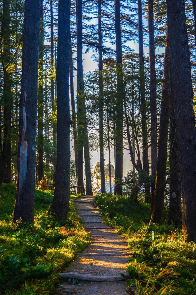 wood, nature, tree, landscape, leaf, fall, sun, panoramic, scenery, outdoors, park, fair weather, environment, guidance, season, road, scenic, flora, summer, guidance, guidance, guidance, guidance, guidance